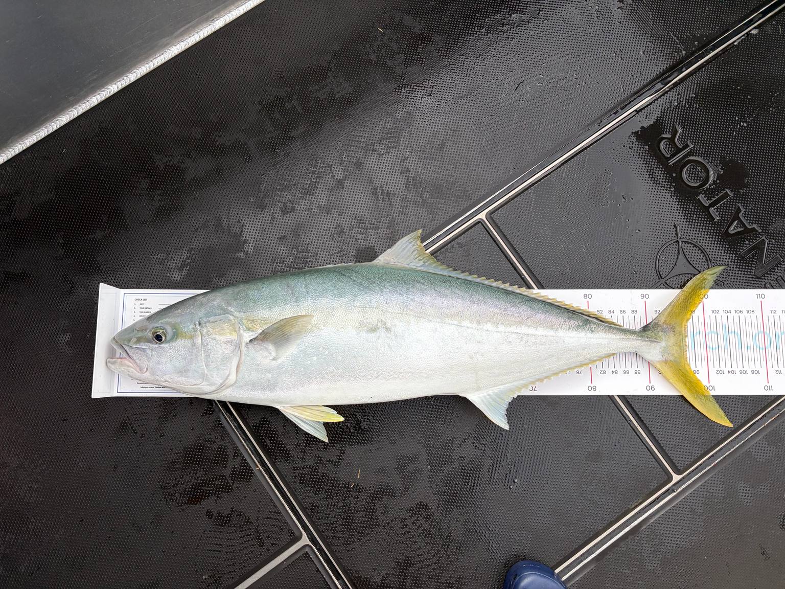 A kingfish on a measuring mat